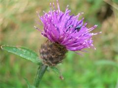 Click for bigger photo